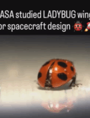 Ladybugs hide a powerful secret: their wings.