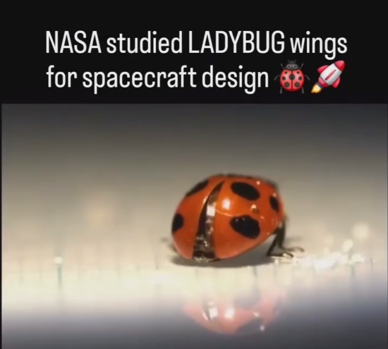 Ladybugs hide a powerful secret: their wings.