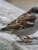 Ronie Dinosaur’s Song - Spine of Barren Soil