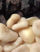 Ronie Dinosaur Chapter 61: Beg for Love